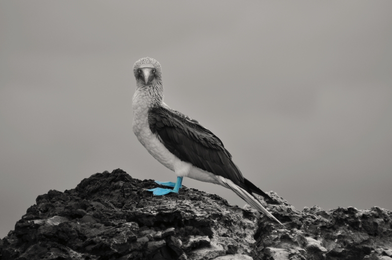 Blue Footed Boobie Galapagos Islands Isabela Ecuador