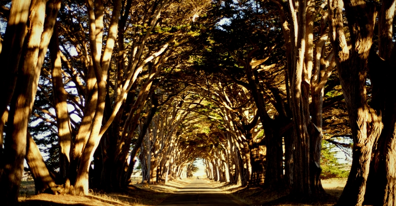 cypress-tree-tunnel-point-reyes-inverness-sunset-sunlight-d750-nikon-dnxb-dongnanxibei